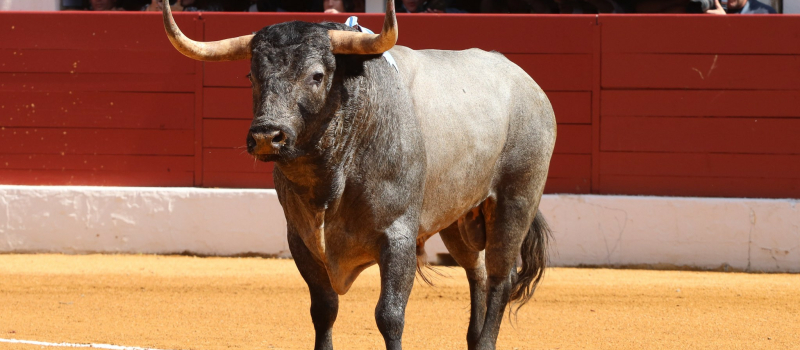 Feria del toro 2023 : retour sur la journée de dimanche  par le président du Club Taurin Vicois, André Cabannes