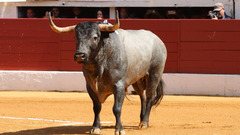 Feria del toro 2023 : retour sur la journée de dimanche  par le président du Club Taurin Vicois, André Cabannes
