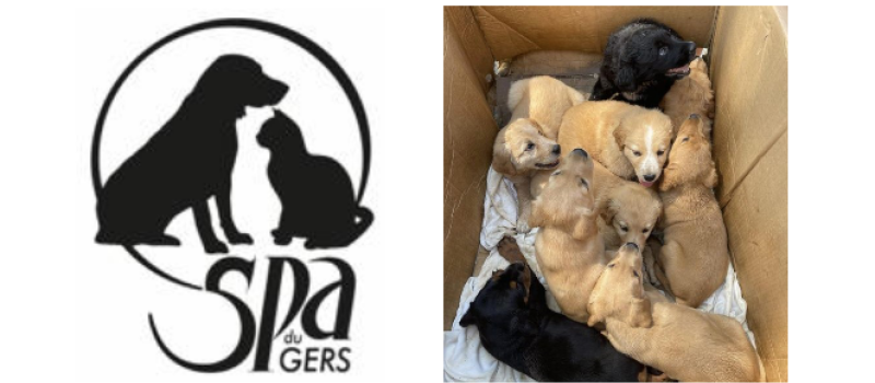 Des chiots trouvés dans un carton...encore...