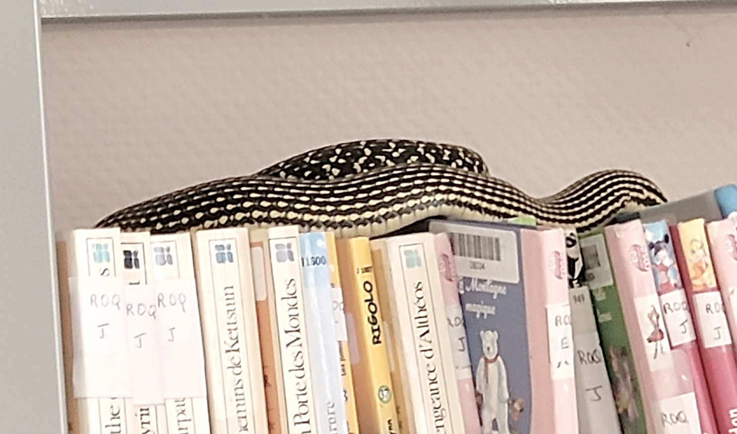 Grosse peur dans une bibliothèque