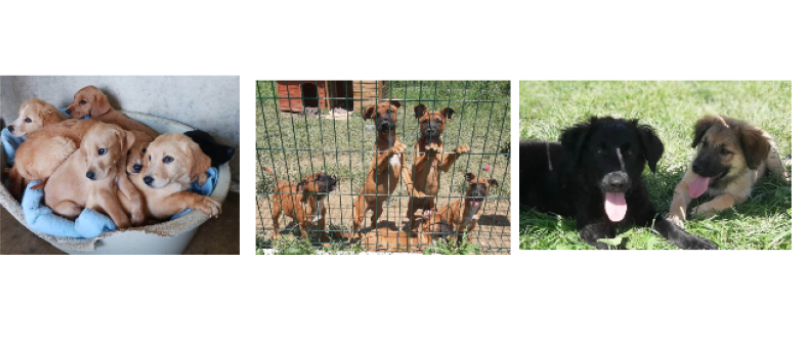 Week-end spécial chiots !