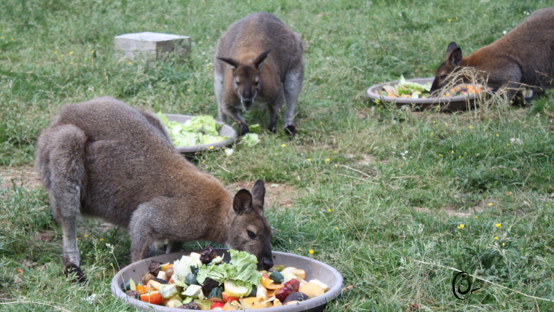 Des Wallabies dans le Gers !