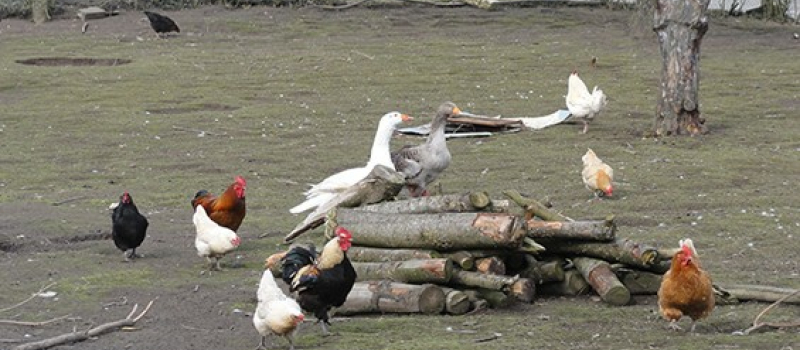 Grippe aviaire la basse cour d'un particulier touchée