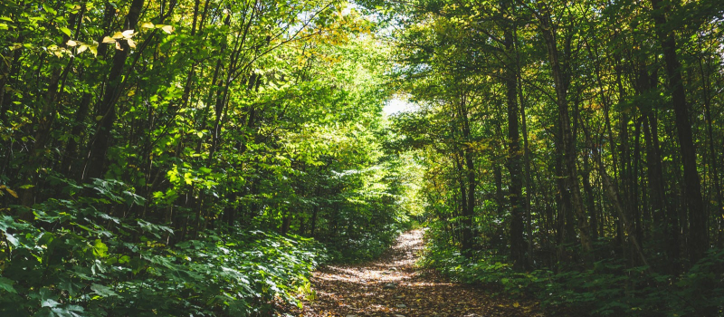 Forêts départementales: apportez votre contribution citoyenne avant le 30 juin