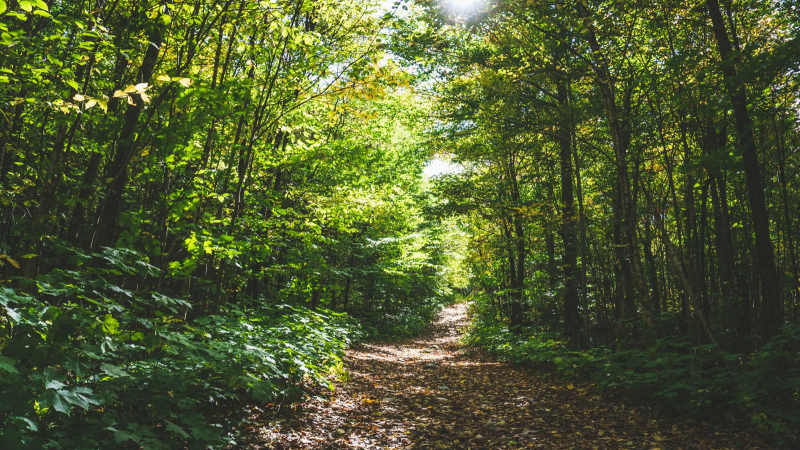 Forêts départementales: apportez votre contribution citoyenne avant le 30 juin