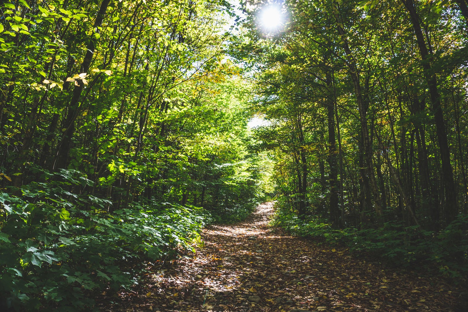 loic-unsplash-foret-chenes.jpg