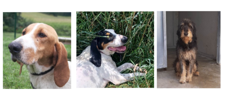A la une cette semaine, trois grands timides !