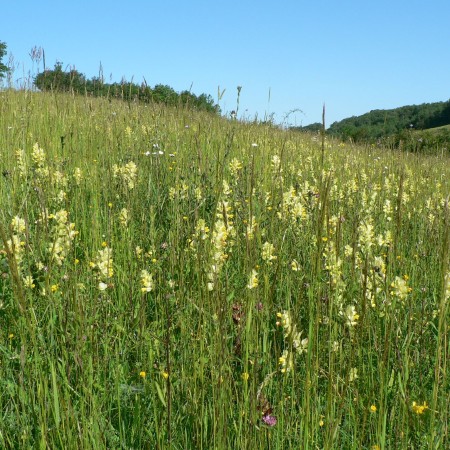 Prairie naturelle coteaux secs (milieu ouvert agro-patoral).JPG