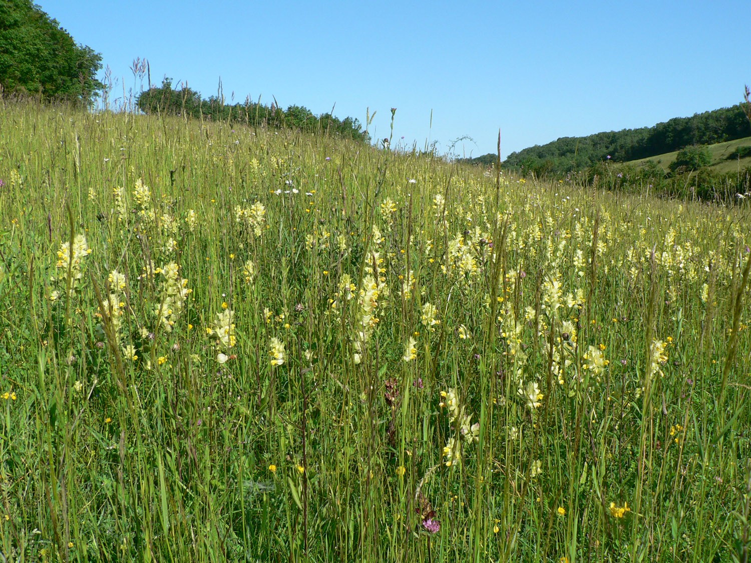 Prairie naturelle coteaux secs (milieu ouvert agro-patoral).JPG