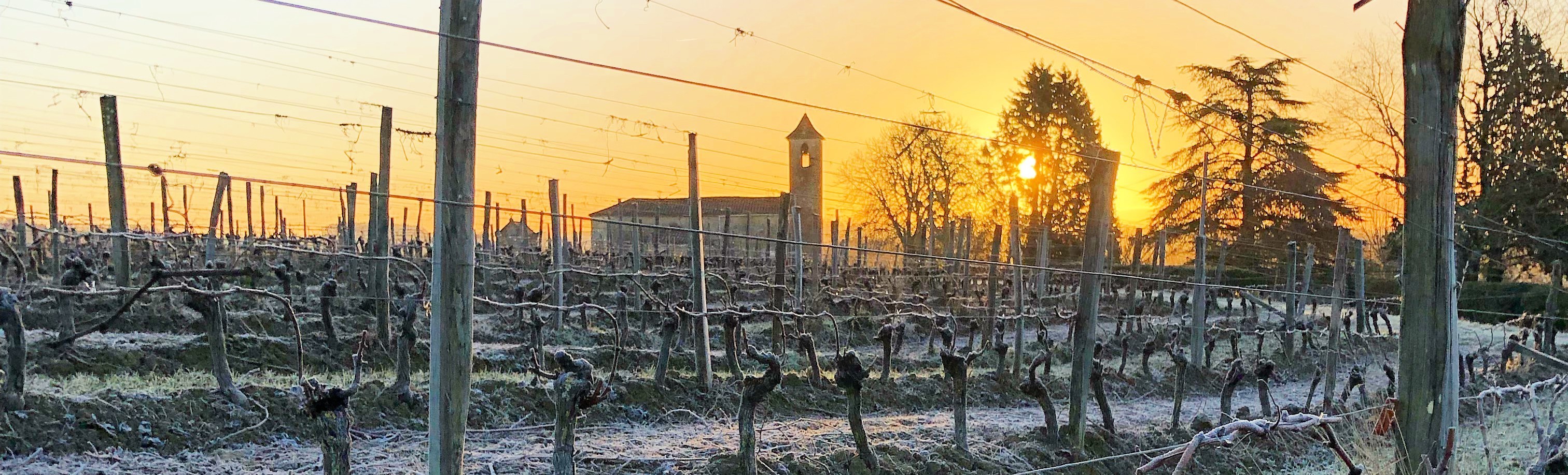 Les vignes du Domaine de Polignac.jpg