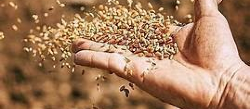 Troc de graines bio à la médiathèque grâce à la grainothèque de Fleurance