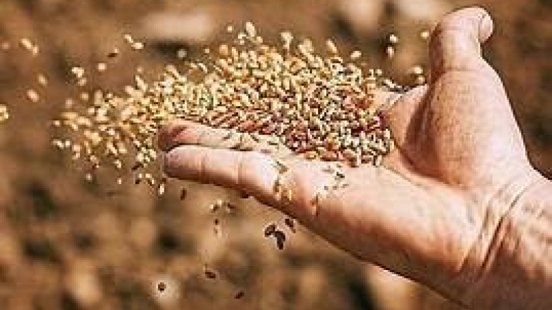 Troc de graines bio à la médiathèque grâce à la grainothèque de Fleurance