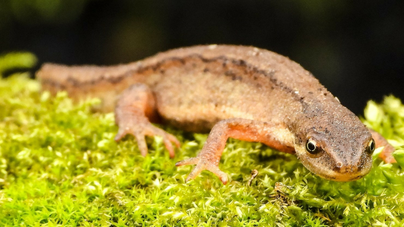 Avez-vous un dragon dans votre jardin ?