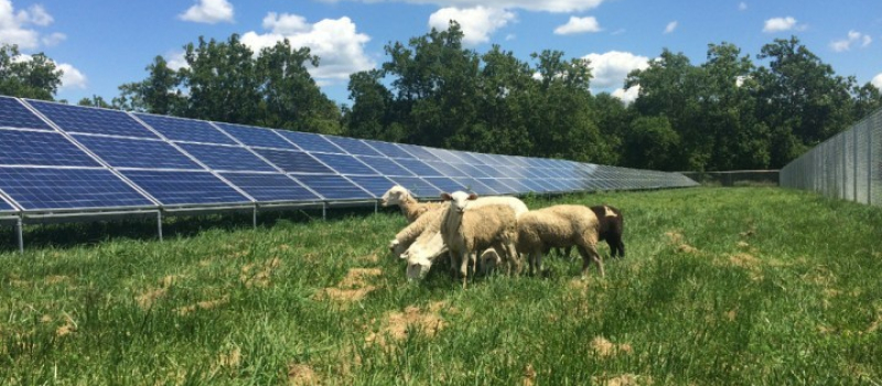 Agrivoltaïsme : menace imminente sur les terres agricoles