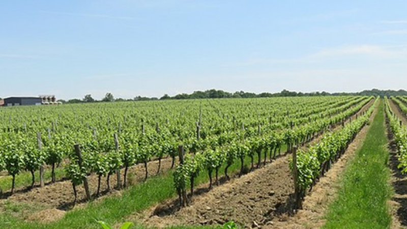Mobilisation autour de la filière viticole gersoise