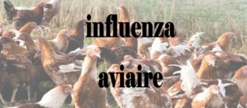 Influenza aviaire: point de situation IAHP et levées de zones dans le Gers