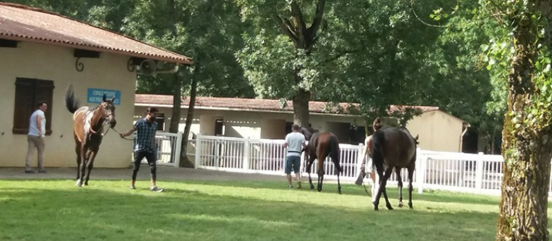 Concours d'élevage à L'hippodrome de Baron,