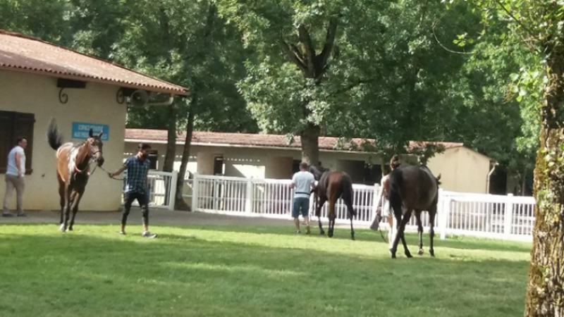 Concours d'élevage à L'hippodrome de Baron,