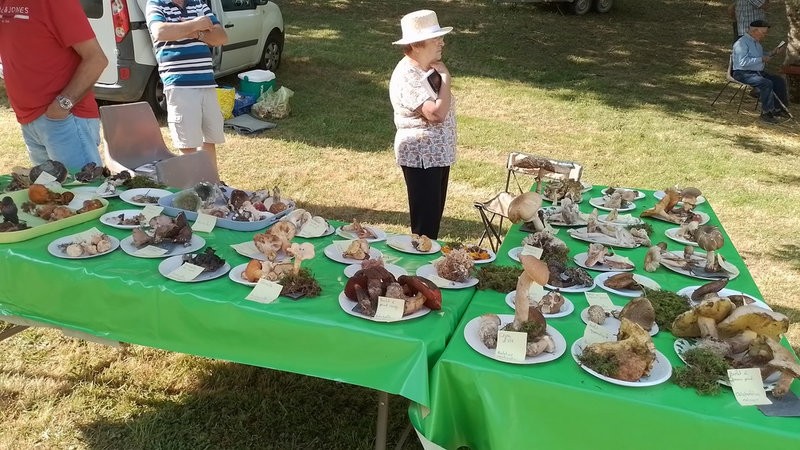 champignons expo 1.jpg