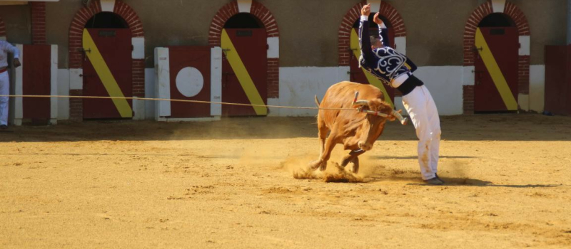 Course landaise