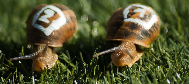 snails-1753611_1280.jpg