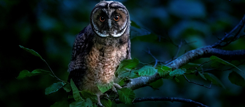 Lumière sur la nuit : Balade nocturne