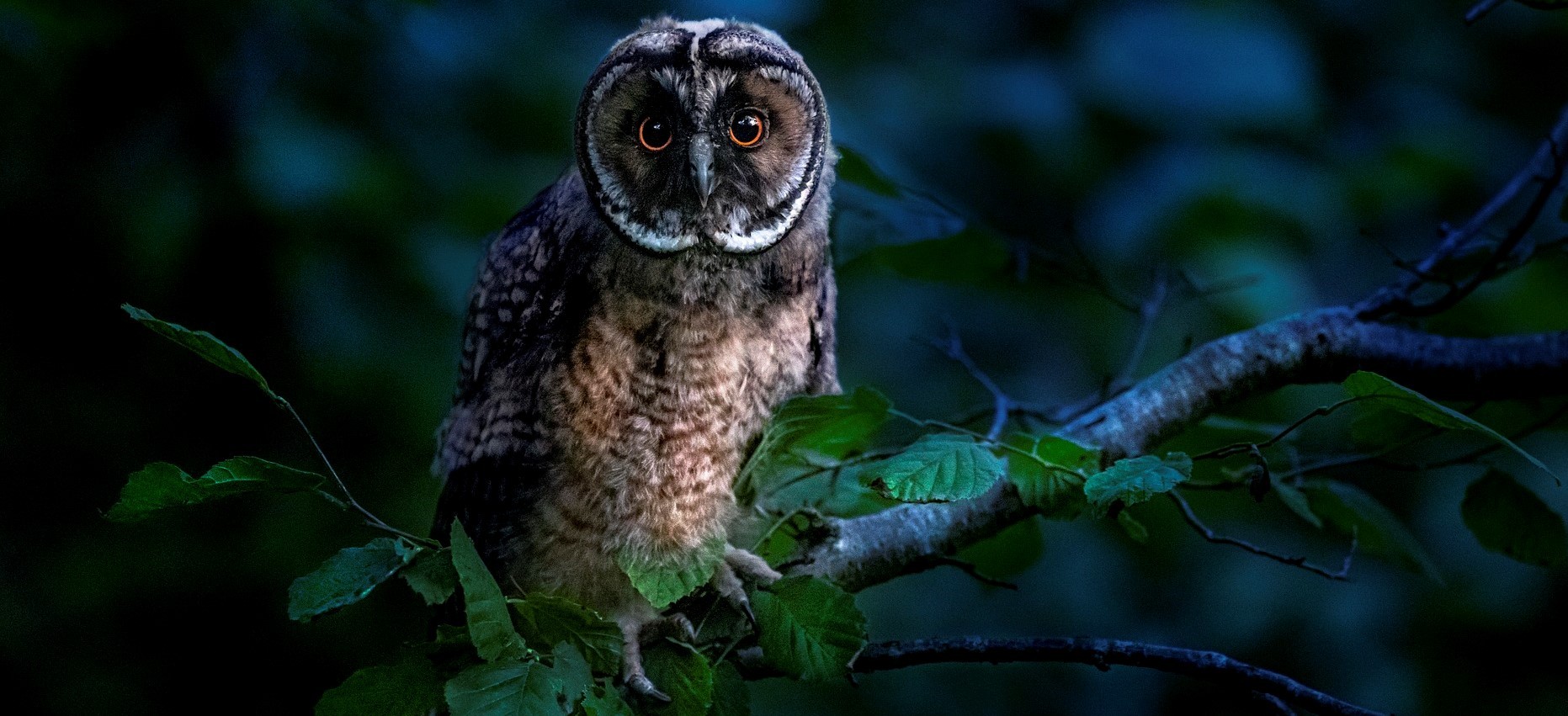 Hibou CCAAG 04082023 (2).jpg