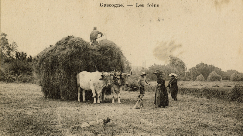 Revenons sur nos pas : au temps de la fenaison...