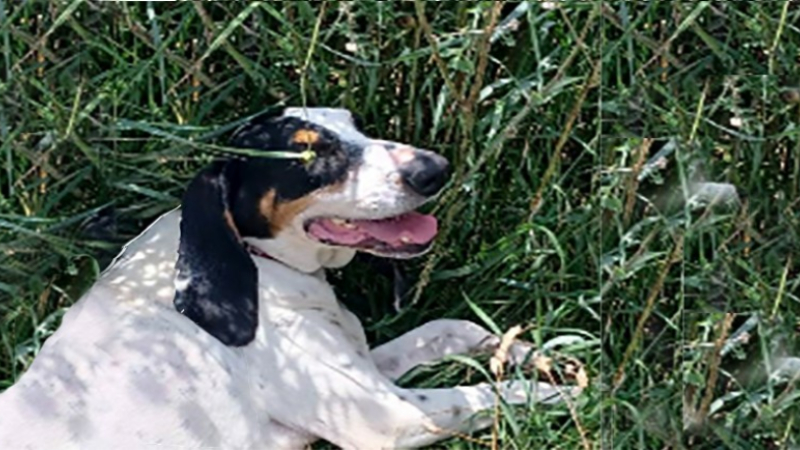Protégez vos animaux de compagnie en période de fortes chaleurs