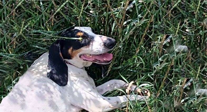 chien.jpg