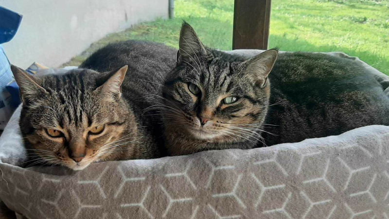C'est aujourd'hui la journée internationale des chats !
