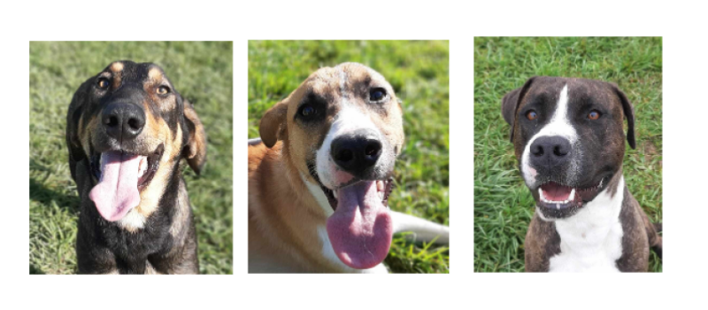 Teo, Django et Neo, trois jeunes chiens cette semaine !