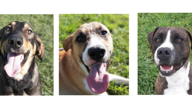 Teo, Django et Neo, trois jeunes chiens cette semaine !