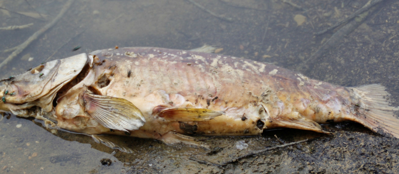 Les carpes décimées au lac de Miélan