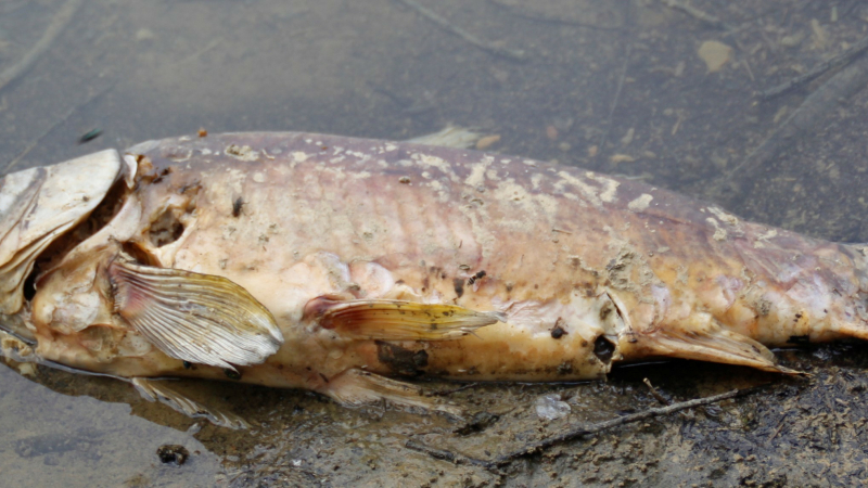 Les carpes décimées au lac de Miélan