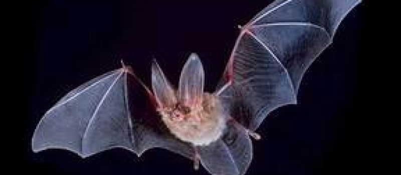 Environnement : 27ème Nuit Internationale de la Chauve-Souris à Montréal