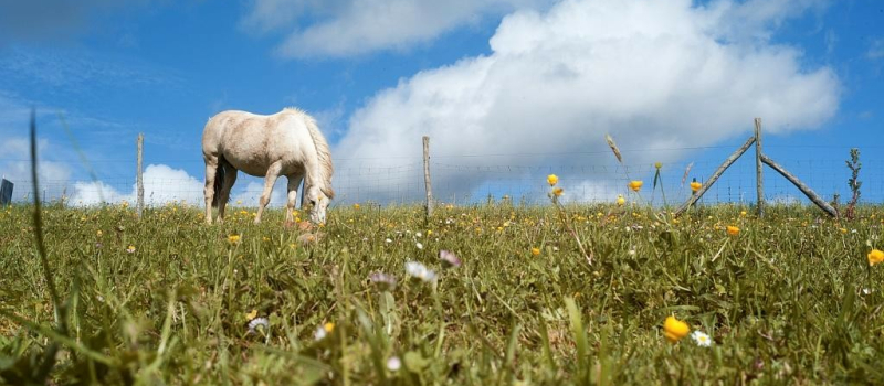 Course d'endurance équestre