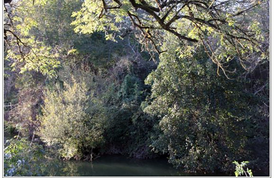 nature.JPG