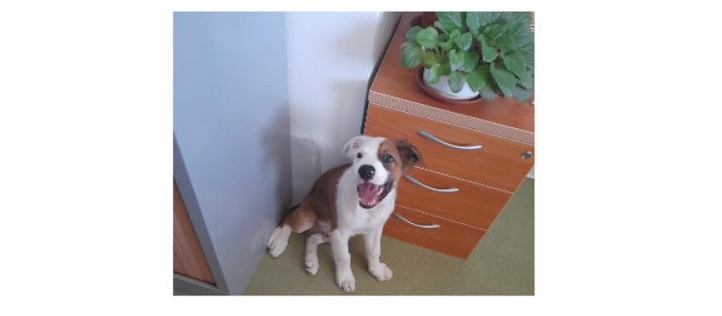 Chien perdu recherche son maître !