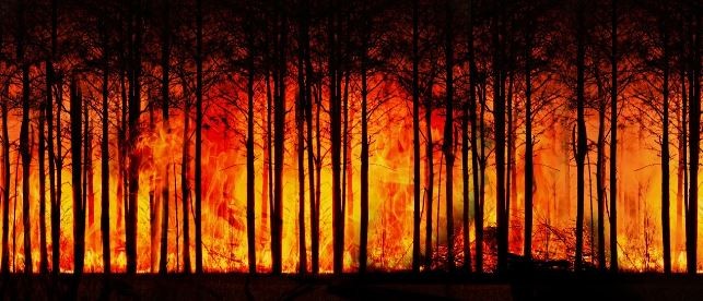 FEU DE FORÊT.JPG