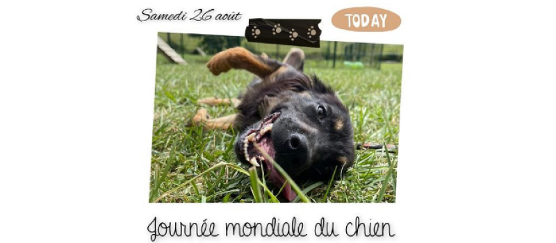 Samedi 26 août, journée mondiale du chien !