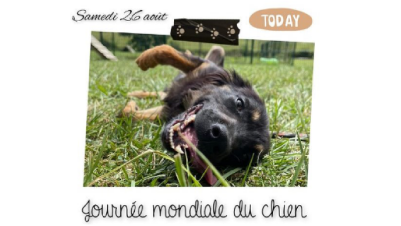 Samedi 26 août, journée mondiale du chien !