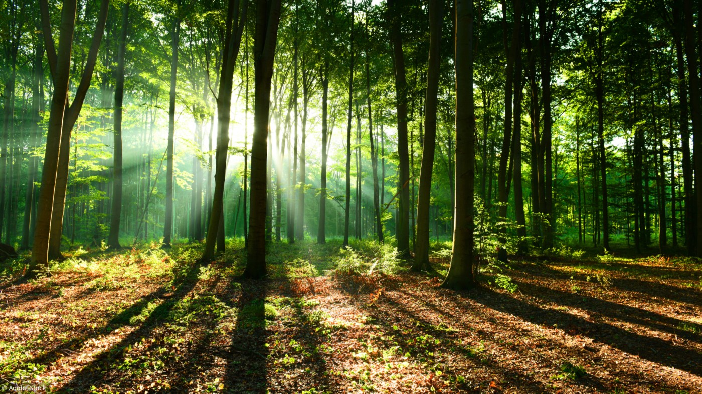 foret-matin3_a0cc6ec136c8a138a5a6e1219082d876.jpg