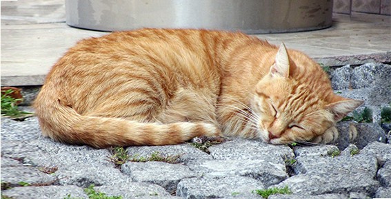 dormir chat.jpg