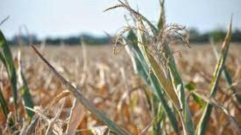 Calamité agricole sécheresse 2022