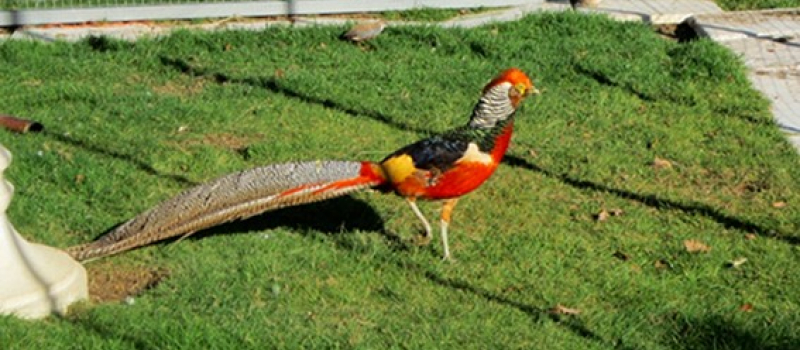 Expo du Club ornithologique de Bigorre associé à la SACCOG