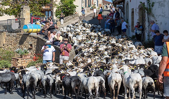 _MG_2886 le troupeau à Saint Mont.jpg