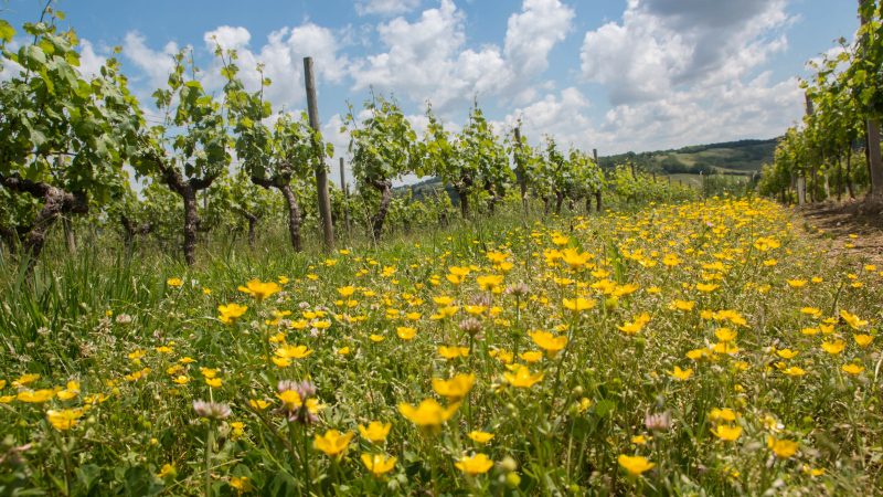 Annulation de la balade musicale et gustative