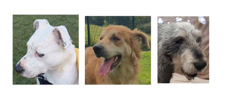 Les petits nouveaux du refuge : Nala, Guizmo et Tina