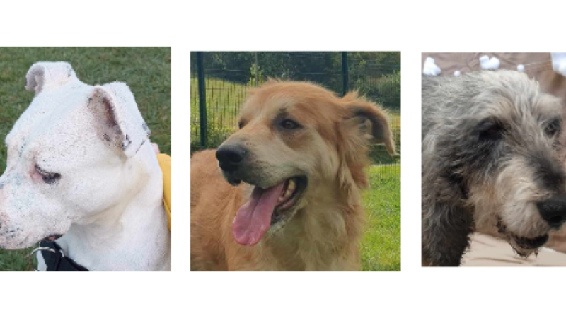 Les petits nouveaux du refuge : Nala, Guizmo et Tina